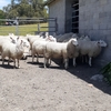 Border Leicester Ram Lambs 