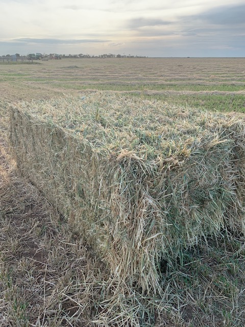 Barley or Wheaten Hay