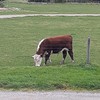 Hereford bull