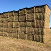NEW SEASON PURE VETCH HAY 185T QUAMBATOOK