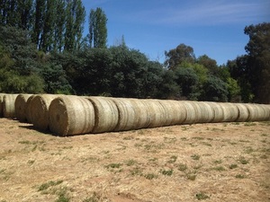 96 Rolls of second cut Lucerne Hay