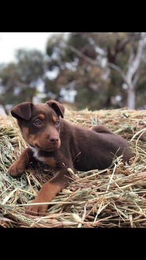Red and Tan Kelpie Pups