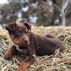 Red and Tan Kelpie Pups