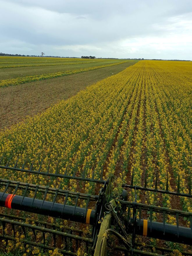 240mt Canola Hay 8x4x3 Approx 600-650kg Bales.