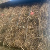 150mt Vetch Oaten Hay 8x4x3 Bales new season