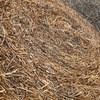 Vetch Rolls