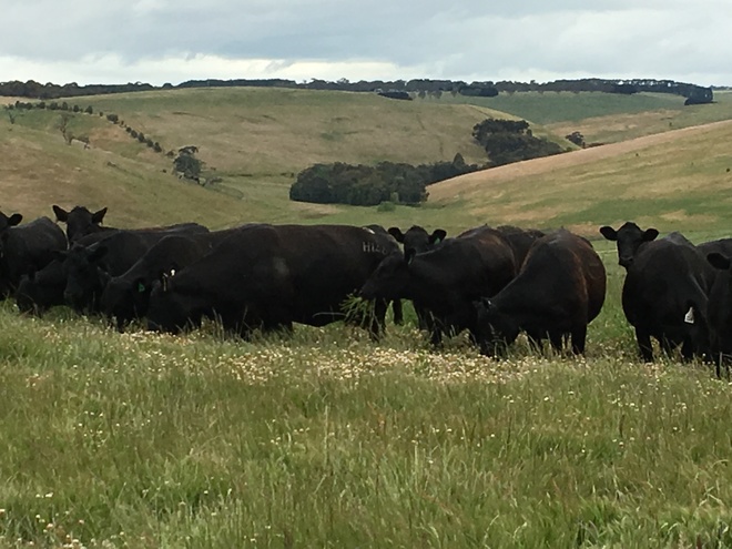Heifers wanted to buy