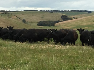 Heifers wanted to buy
