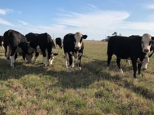 8 Black Baldie Cows with Dec/Jan calves at foot and 10 yearling heifers