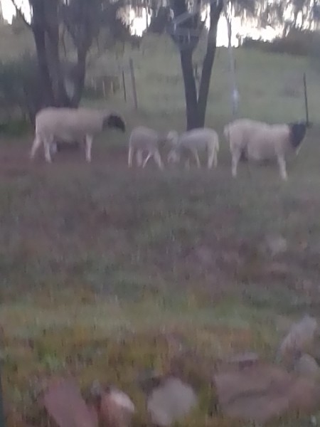 6 dorper lambs 1 dorper ewe and twin lambs