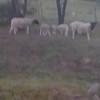 6 dorper lambs 1 dorper ewe and twin lambs