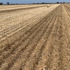 Wheaten Straw 450kg 8x4x3 Bales