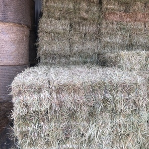 500 x Rye & Clover & Oaten Hay Small Square Bales Hay