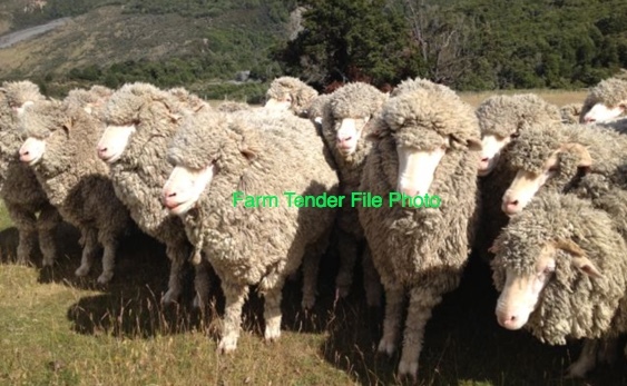 400 Merino Ewes
