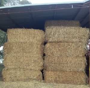 Shedded Canola Hay