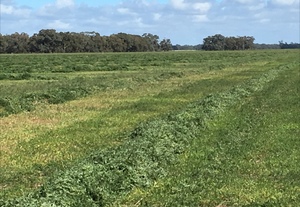 80mt Vetch Hay 8x4x3 Bales