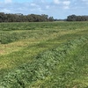 80mt Vetch Hay 8x4x3 Bales