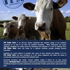 Under Auction - TPM Minerals Bovine Boost - 2% + GST Buyers Premium On All Lots
