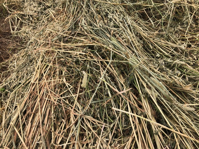250 x 500kg 8x4x3 Bales of New Season Hay (2 Varieties) 