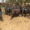 17 Angus Cows with calves at foot 