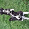Border Collie pups
