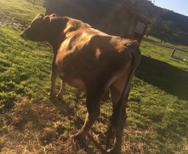 2 YEAR OLD JERSEY BULL