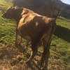 2 YEAR OLD JERSEY BULL