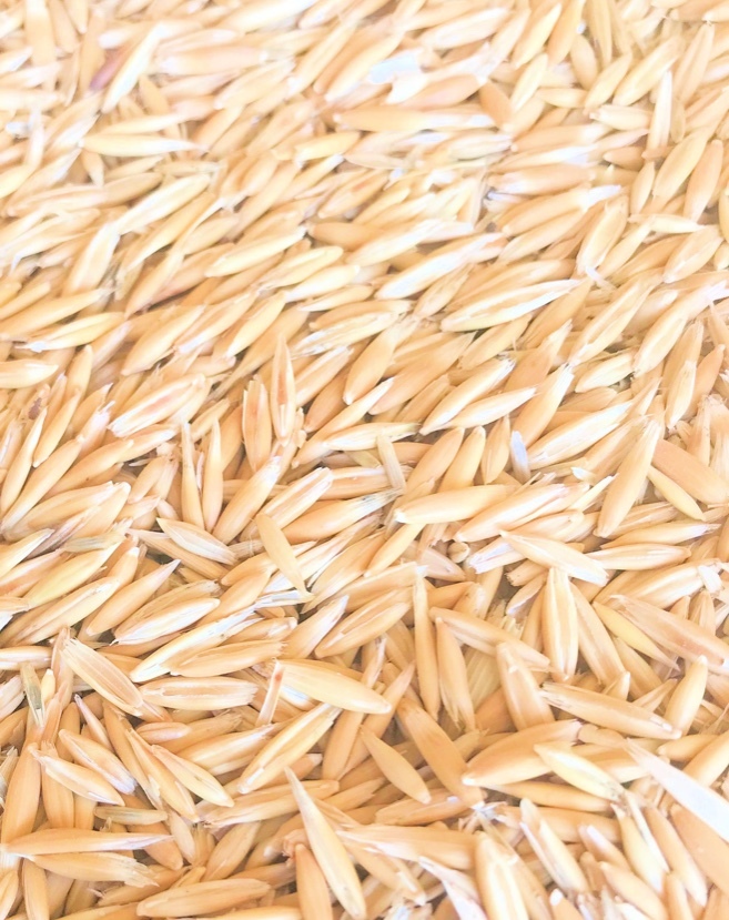 37/MT Hay / Grazing Oats For Sale