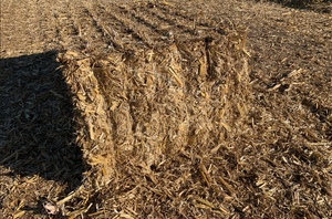 Corn Straw