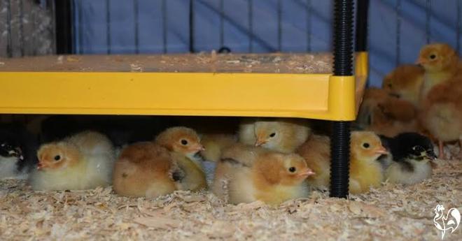 Chicken brooder pad wanted