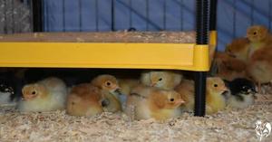 Chicken brooder pad wanted