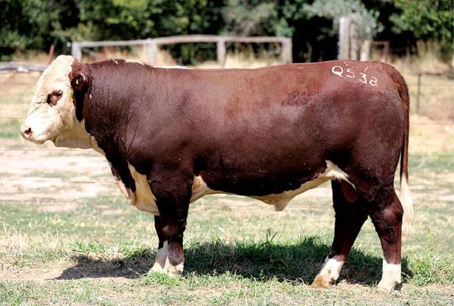YavenVale Poll Hereford Bull Sale 17th of Feb 2021