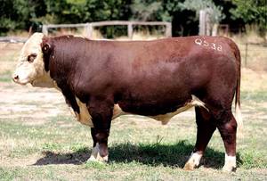 YavenVale Poll Hereford Bull Sale 17th of Feb 2021