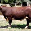 YavenVale Poll Hereford Bull Sale 17th of Feb 2021