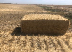 250 m/t Header Tailed IRRIGATED Wheaten Straw 8x4x3 Bales. PRICE REDUCED!!