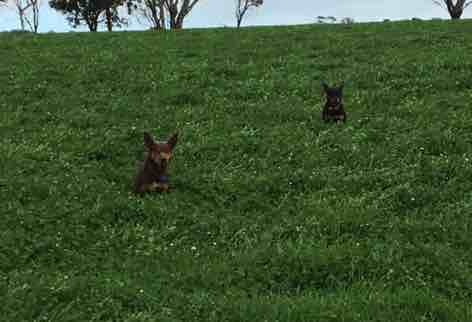 6 kelpie pups