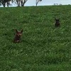6 kelpie pups