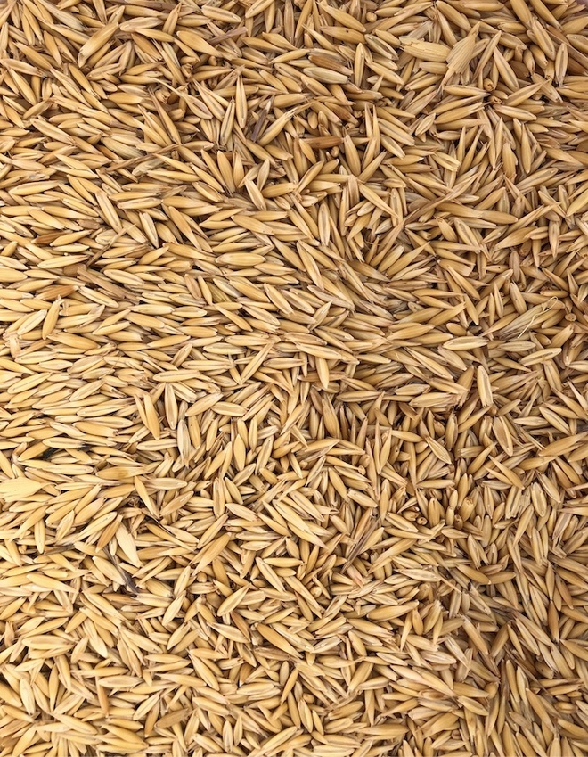 60mt Certified Organic Feed Oats