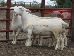 150 Dorper Mixed Age X