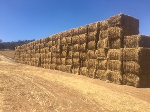 100mt Wheaten Tailings Straw 8x4x3 Bales (High Protein)