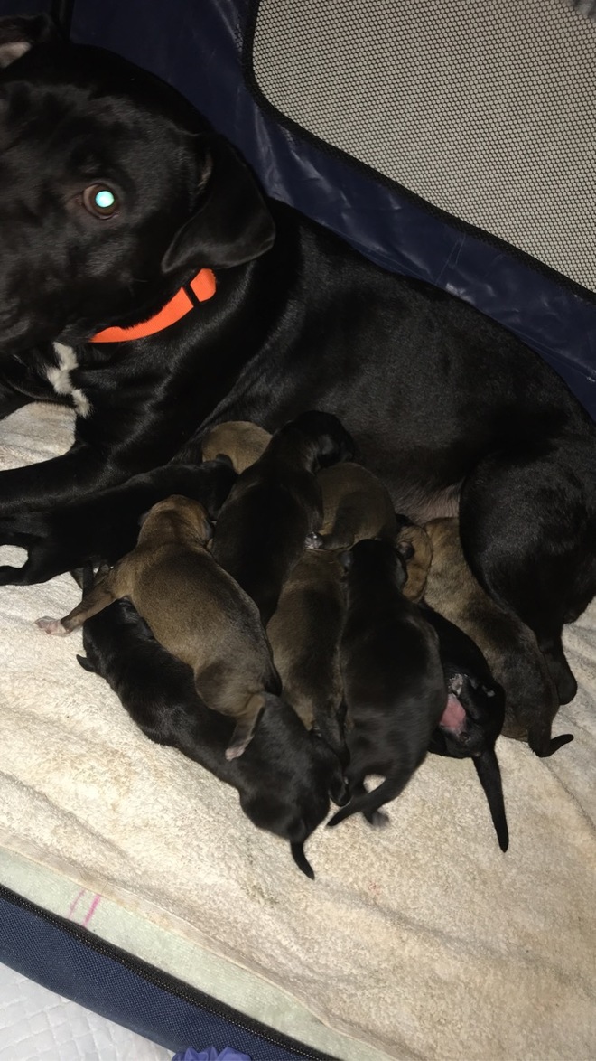 German Shepherd x puppies looking for forever homes