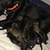 German Shepherd x puppies looking for forever homes