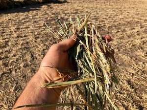 Wheaten hay. 