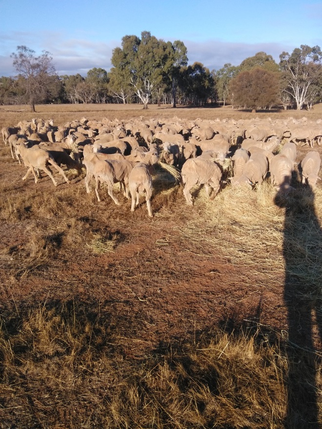189 Merino Ewes SIL 142% to Melrose Merino Rams