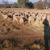 189 Merino Ewes SIL 142% to Melrose Merino Rams
