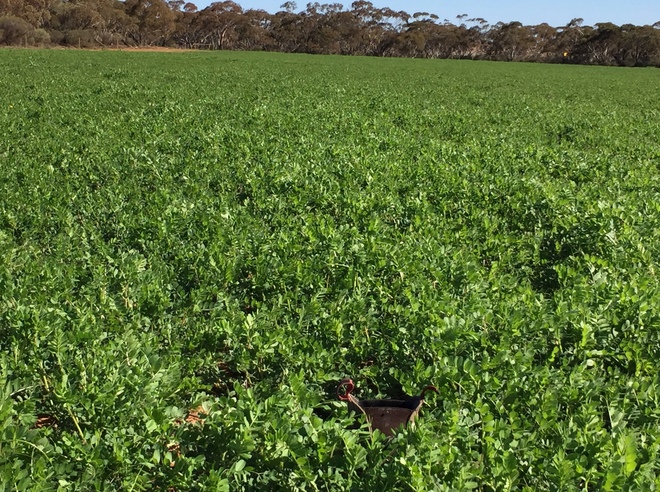 EOI New Season Vetch Hay Standing or Baled
