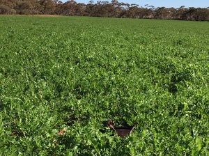 EOI New Season Vetch Hay Standing or Baled
