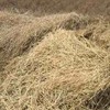  Barley Straw Header Tailings 8x4x3 bales