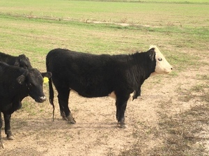 2 Black Baldy Heifers