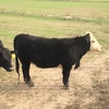 2 Black Baldy Heifers 